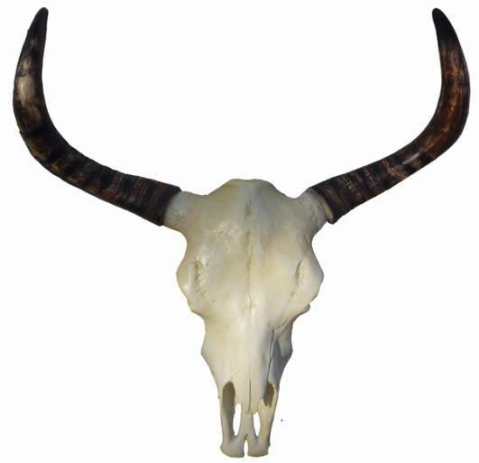 Skull 68 x 78cm ca.