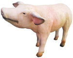 Schwein 47 x 77cm ca.